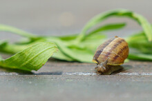 Brown Snail With Its Head And Horns Sticking Out On A Green Leaf