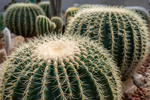 Group Of Golden Barrel Cactus (Echinocactus Grusonii) Growth And Nursery In Greenhouse. Golden Barrel Cactus Is Popular For Ornamental Plant In Contemporary Garden Designs.