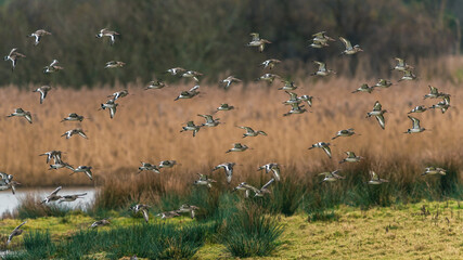 Sticker - Black-tailed Godwit, Limosa limosa in the flight in environment