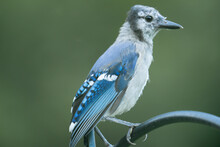 Profile View Of Male Adult Blue Jay Missing His Signature Blue Head Crest Plumage Feathers To Spring Seasonal Molt While Perched On An Iron Garden Decoration In Suburban North America