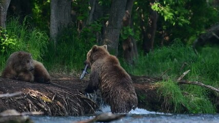 Wall Mural - Brown bear on the river fishing for salmon. Brown bear chasing sockeye salmon at a river. Kamchatka brown bear, Ursus Arctos Piscator. Natural habitat. Kamchatka, Russia.   Slow motion.