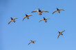 The Mallard - wild duck (Anas platyrhynchos) in flight