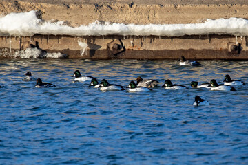 Wall Mural - Flock of common goldeneye (Bucephala clangula) on the river