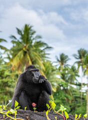 Wall Mural - the celebes crested macaque. crested black macaque, sulawesi crested macaque, celebes macaque or the