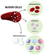 © blueringmedia - Type of human blood cells on white background