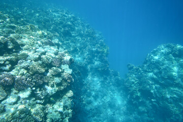 Canvas Print - Underwater reef