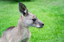 Male Kangaroo Close Up Portrait In The Bush. Australian Wildlife Marsupial Animal