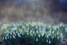 Spring Flowers, Snowdrops In March In The Forest, Beautiful Nature Background, Small White Flowers