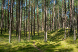 Fototapeta Perspektywa 3d - pathway in summer forest