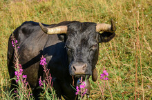 Black Cow Standing By Fireweed Plants In Field At Vanoise National Park, France