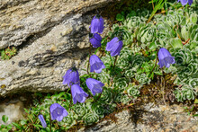 Purple Common Bluebells Flowers On Sunny Day, Vanoise National Park, France