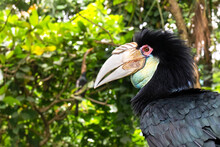 Portrait Of A Large Hornbill. Close Up In The Wild. A Colorful Tropical Bird Native To Asia, Malaysian.