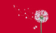 dandelion on a red background