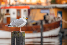 European Herring Gull (Larus Argentatus) Standing On Top Of Harbor Pole