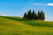 Italy, Province Of Siena, Meadow In Val DOrcia With Cypress Trees In Background