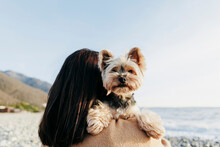 Brunette Woman Carrying Yorkshire Terrier At Beach