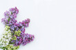 © Elena - Floral pattern made of white and purple lilac blossoms and petals on white background. Flat lay, floral white and purple frame. Selected focus, copy space