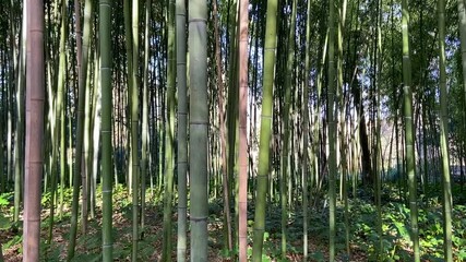 Canvas Print - Forêt de bambous à Montpellier, Occitanie