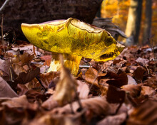 Bright Yellow Mushroom Growing In The Brown Leaves On The Palatinate Forest Floor On A Fall Day In Germany.