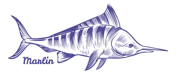 Wall Mural - Marlin icon. Swordfish in hand drawn style. Sailfish sketch