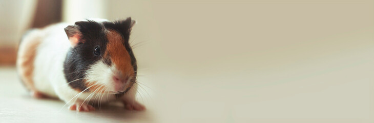 Canvas Print - pretty guinea pig looking in the camera