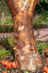 Wall Mural - acer griseum tree bark texture, which is commonly known as paperbark maple, stock photo image