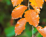 Fototapeta Dmuchawce - Autumn leaves at the carpathian forest