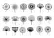 Dandelion. Abstract graphic dandelions, doodle vintage flower seeds. Botanical elements, hand drawn fluffy floral icons. Black blossom silhouettes neoteric vector