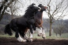 Shire Horse Stallion