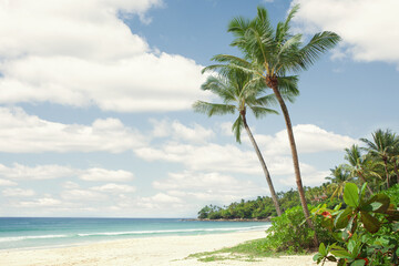 Wall Mural - View of nice tropical beach with some palms