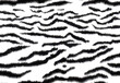 Zebra skin pattern seamless print design