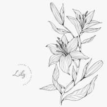 Trendy Wedding Flowers Of Lily For Logo Or Decorations. Hand Drawn Line Wedding Decoraton, Elegant Leaves For Invitation Save The Date Card. Botanical Rustic Trendy Greenery