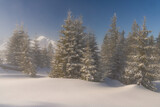 Fototapeta Natura - Fir trees with fresh snow and mist in the alps tannheimer tal valley in tyrol austria Schönkahler
