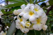 Selective Focus Of White And Yellow Flowers With Green Leaves, Branches Of Frangipani Tropical Flowers In The Garden, Plumeria Flower Blooming On Tree, Spa Flowers, Nature Floral Background.