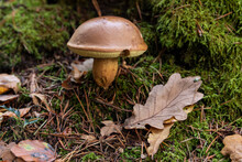 Boletus Edulis Mushroom Growing In Forest