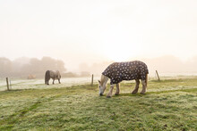 Horses Covered With Blankets Grazing In Pasture At Sunrise