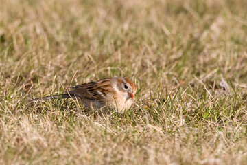 Wall Mural - Field Sparrow, Spizella pusilla, on the ground