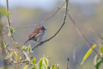 Wall Mural - Rufous-collared Sparrow, Zonotrichia capensis, perched on a small vine