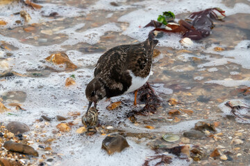 Wall Mural - turnstone with a clam shell in his beak