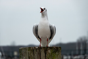 Poster - black headed gull with winter plumage perched on a post with beak wide open