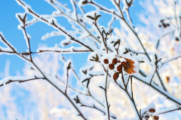 Aufkleber - Snow-covered alder branch with cones on blurred background. Alder tree branches against the blue sky