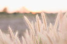 Pink Grass Or Pennisetum With Beautiful Evening Sun.