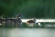 Duckling Leading The Way