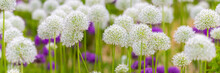 Blooming White And Violet Decorative Onion Plant In Garden. Flower Decorative Onion. White And Violet Allium Flower Or Allium Giganteum