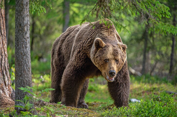 Poster - Big Adult Male of Brown bear walking in summer forest. Front view. Scientific name: Ursus arctos. Summer forest. Natural habitat.