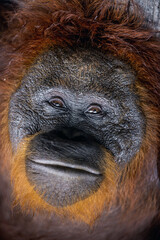 Wall Mural - orangutan portrait. a close up portrait of the orangutan. short distance. bornean orangutan (pongo p