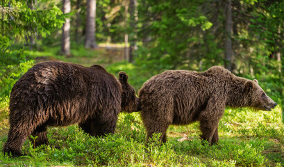 Wall Mural - male and female brown bears sniff at each other during the mating season. scientific name: ursus arc