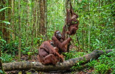 Wall Mural - orangutans in a natural habitat. bornean orangutan (pongo pygmaeus wurmbii) in the wild nature. trop