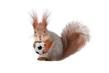 Squirrel Holding Soccer Ball Isolated On White Background