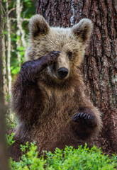 Little bear sits under a pine tree. Cub of Brown Bear in the summer forest. Scientific name: Ursus Arctos Arctos. Natural habitat.